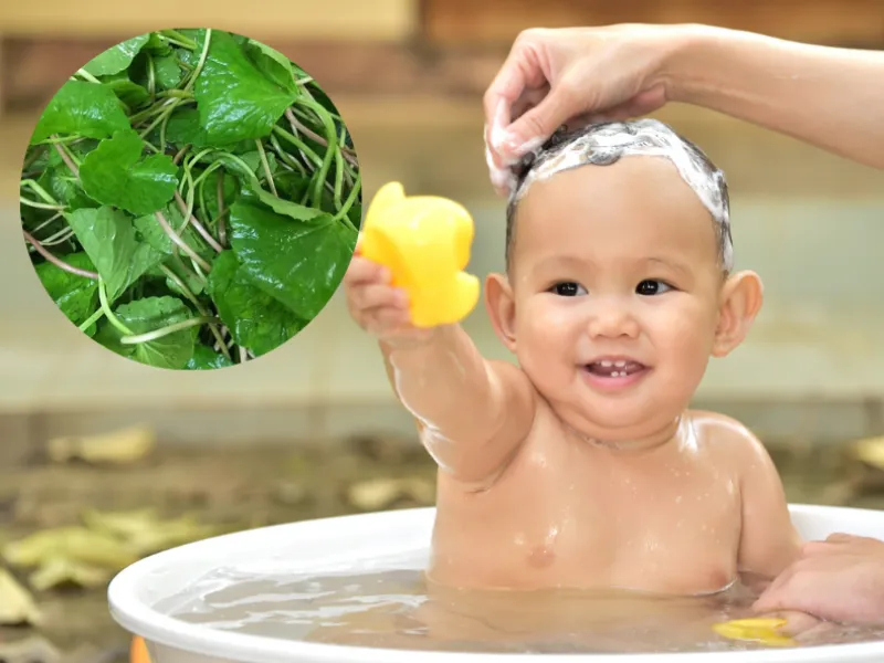 Tắm nước rau má là một trong những cách trị rôm sảy phổ biến