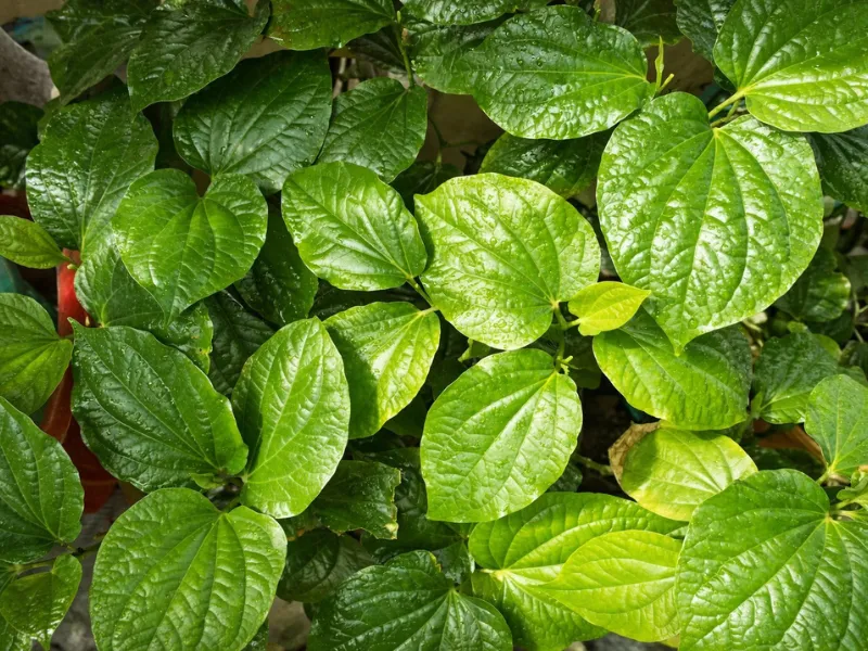 Lá trầu không có đặc tính kháng khuẩn, kháng nấm tự nhiên rất tốt cho vùng da bị hăm