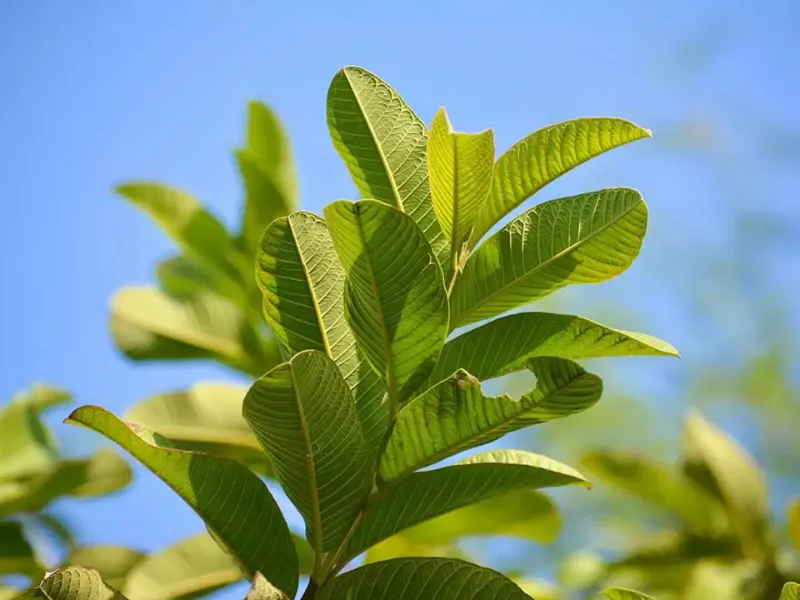 Búp ổi giàu tanin và flavonoid có khả năng hỗ trợ kháng khuẩn và bảo vệ da