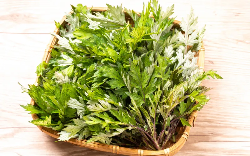 Chọn và sơ chế lá ngải cứu