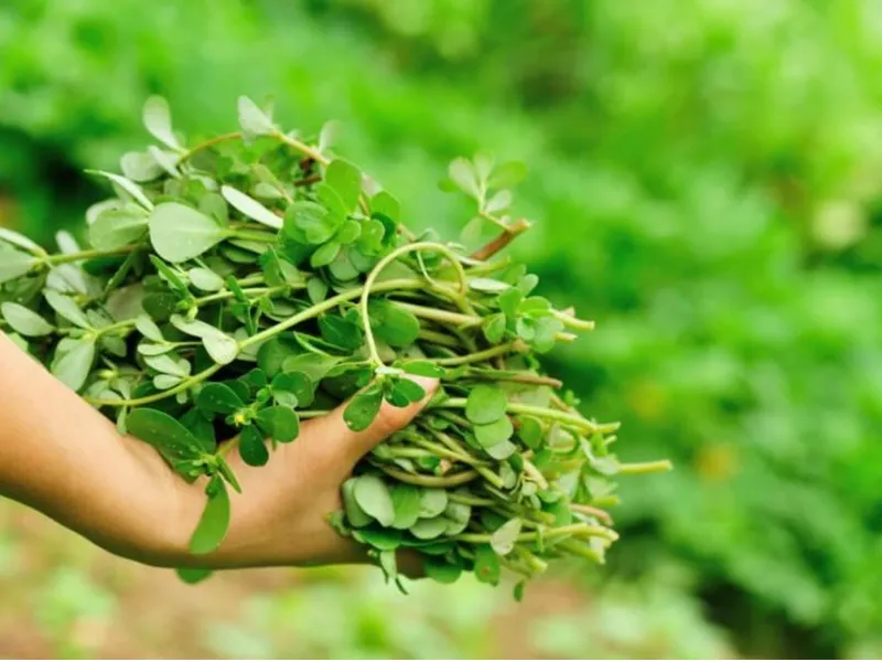 Rau sam hỗ trợ kháng khuẩn, bảo vệ da