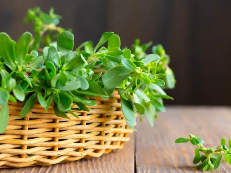 Rau sam tắm cho trẻ sơ sinh có nhiều công dụng tốt nhưng cũng không nên quá lạm dụng